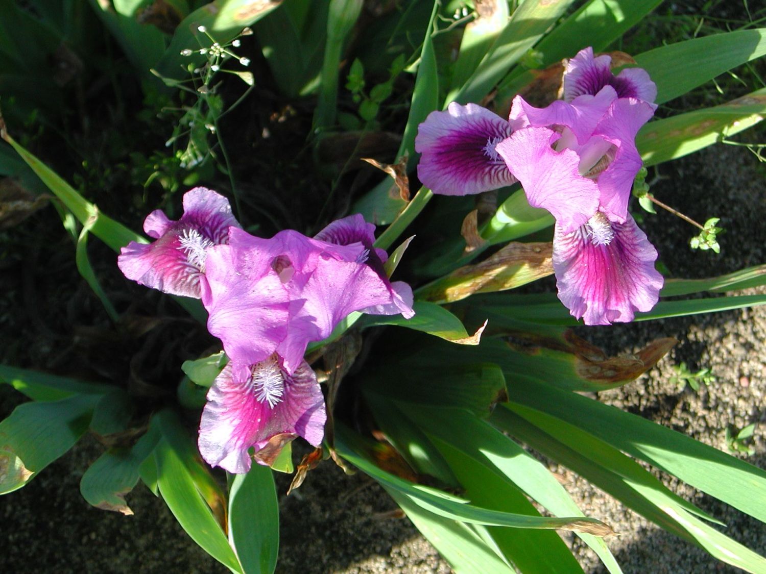 Zwergige Schwertlilie 'Fairy Ballet'