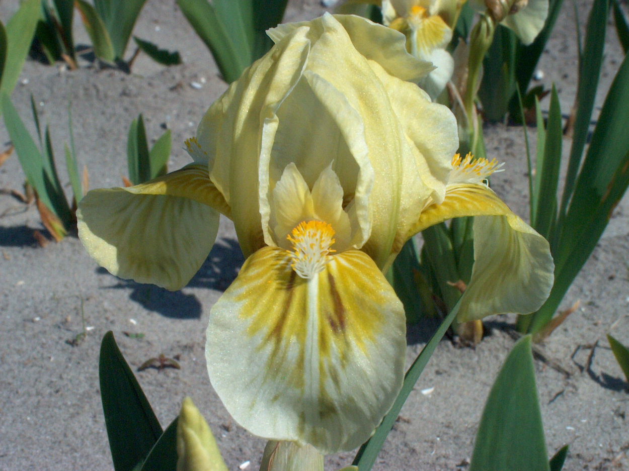 Schwertliliengewächse (Iridaceae)