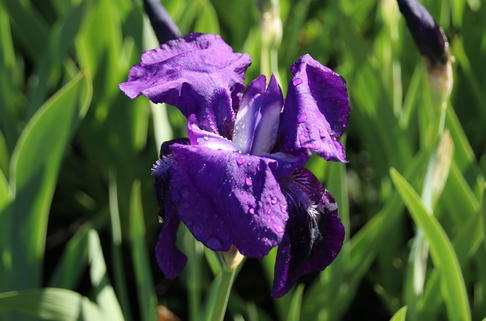 Zwergige Schwertlilie 'Hamburger Nacht' - Iris x barbata-nana 'Hamburger Nacht'