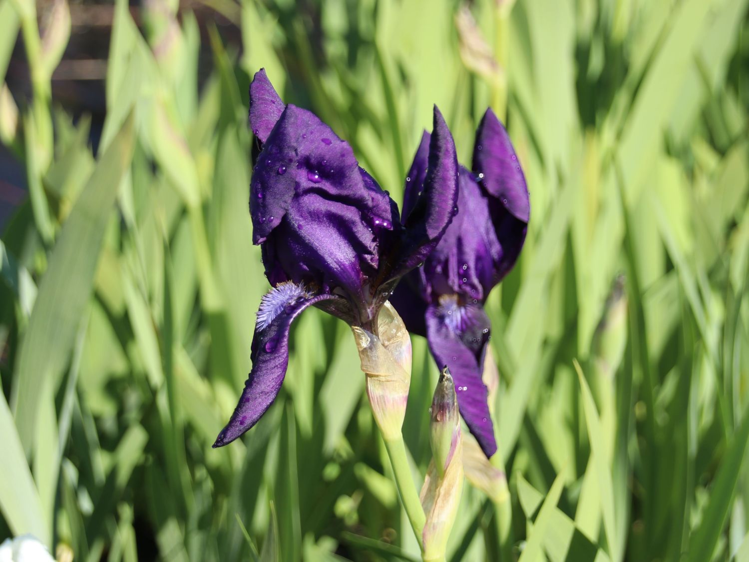Zwergige Schwertlilie 'Hamburger Nacht' - Iris x barbata-nana 'Hamburger Nacht'