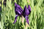 Zwergige Schwertlilie 'Hamburger Nacht' - Iris x barbata-nana 'Hamburger Nacht'