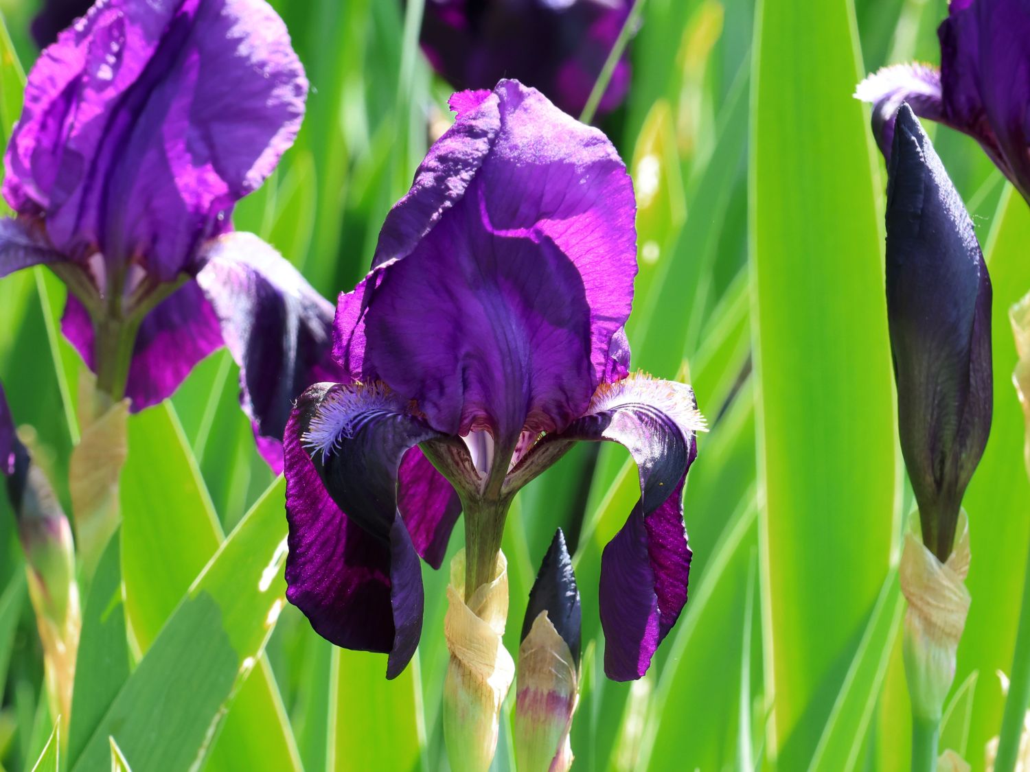 Zwergige Schwertlilie 'Hamburger Nacht' - Iris x barbata-nana 'Hamburger Nacht'
