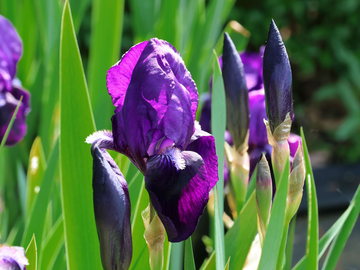 Zwergige Schwertlilie 'Hamburger Nacht' - Iris x barbata-nana 'Hamburger Nacht'