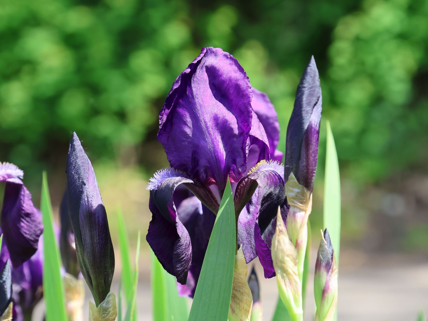 Zwergige Schwertlilie 'Hamburger Nacht' - Iris x barbata-nana 'Hamburger Nacht'