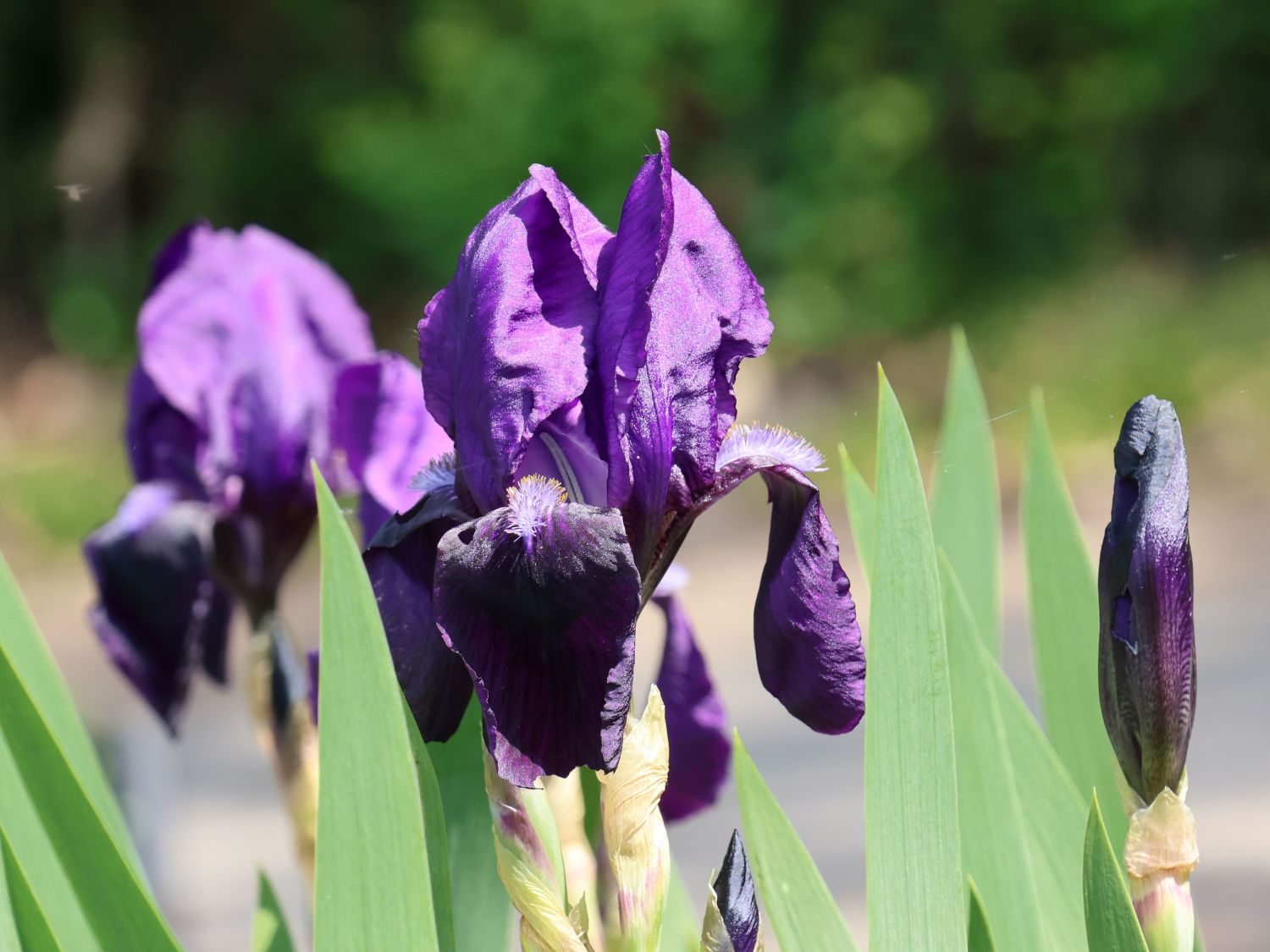 Zwergige Schwertlilie 'Hamburger Nacht' - Iris x barbata-nana 'Hamburger Nacht'