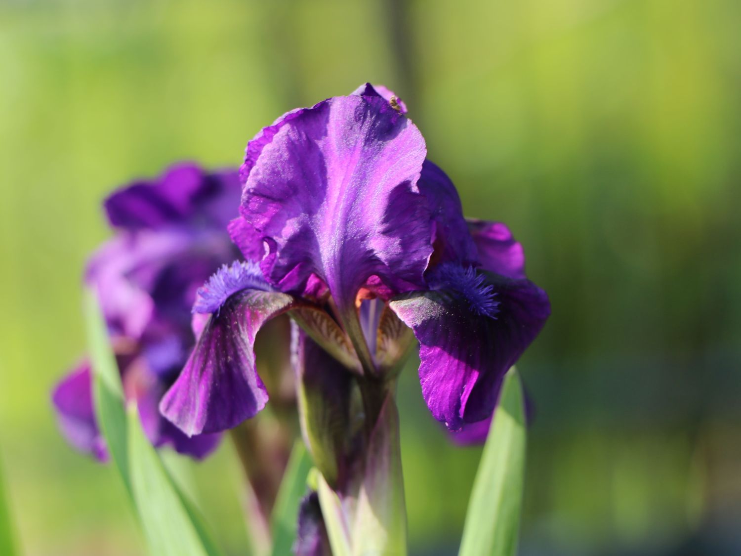 Zwergige Schwertlilie 'Hamburger Nacht' - Iris x barbata-nana 'Hamburger Nacht'