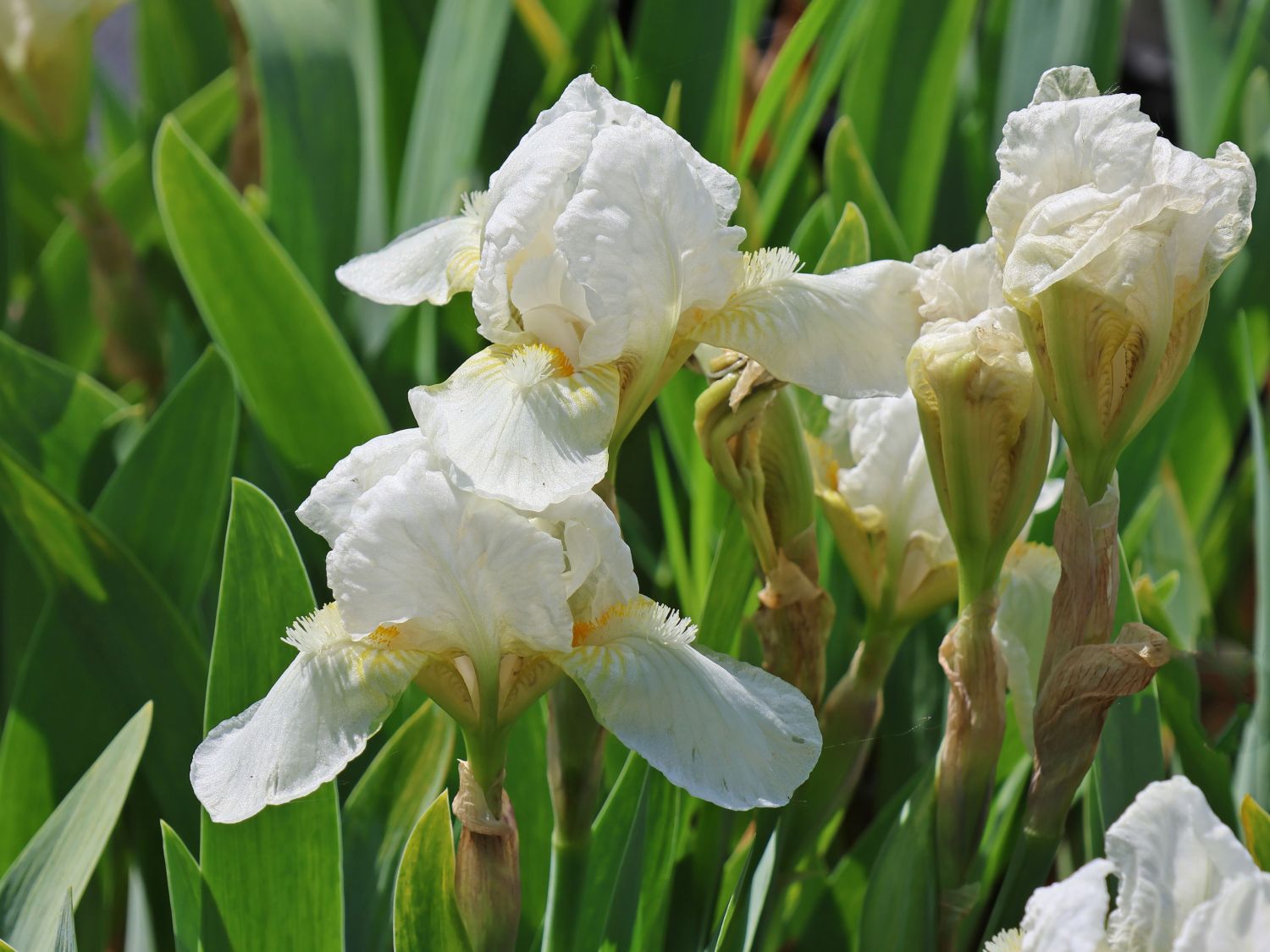 Zwergige Schwertlilie 'Her Highness'