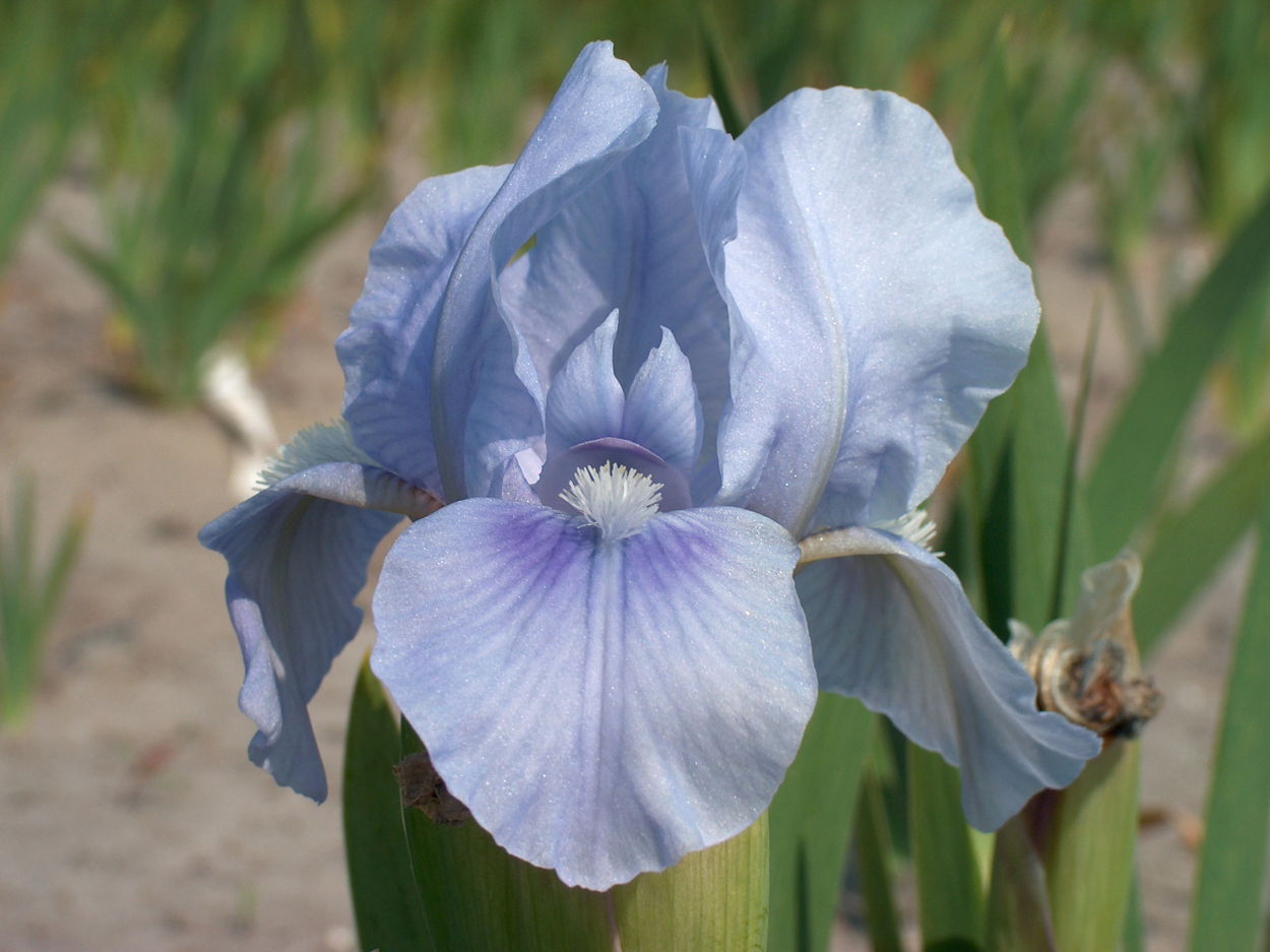Schwertlilien (Iris)