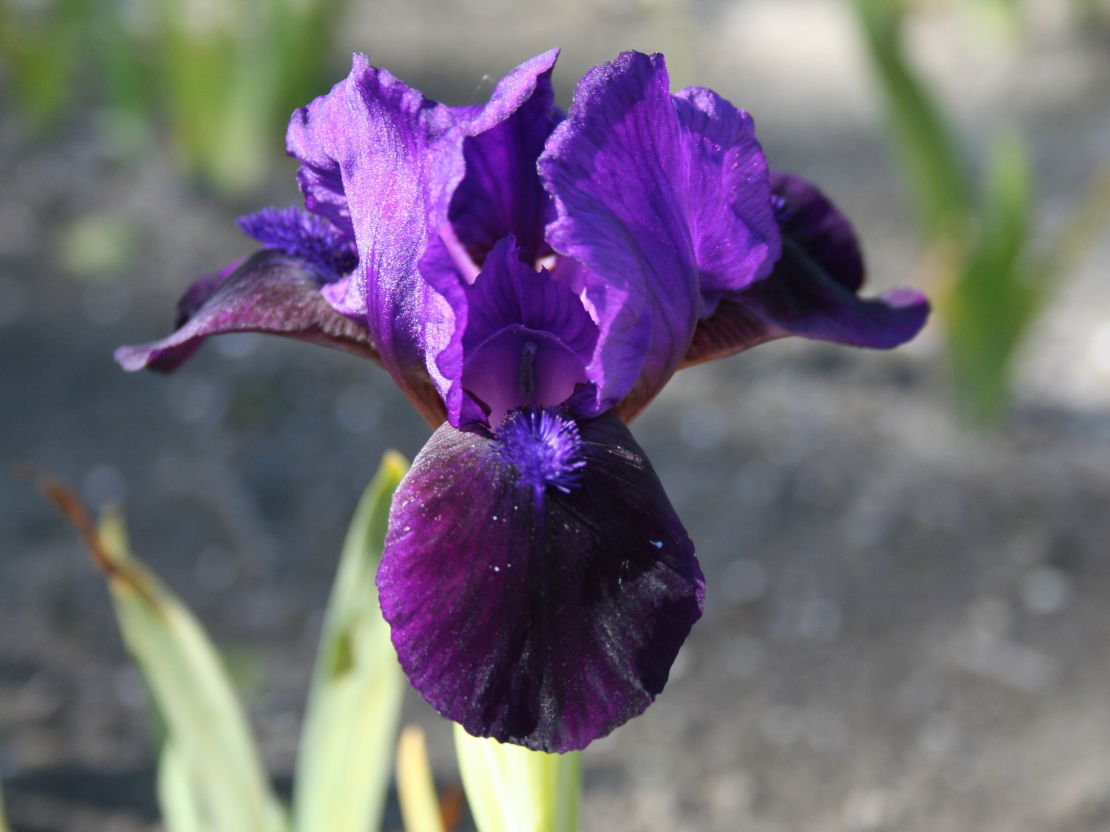 Zwergige Schwertlilie 'Little Shadow'