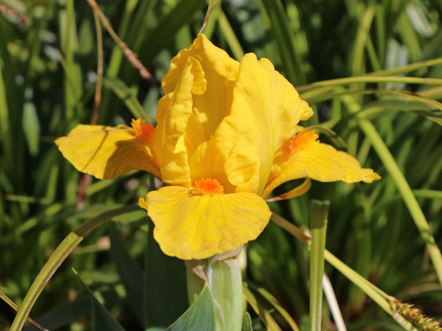Zwergige Schwertlilie 'Orange Tiger' - Iris x barbata-nana 'Orange Tiger'