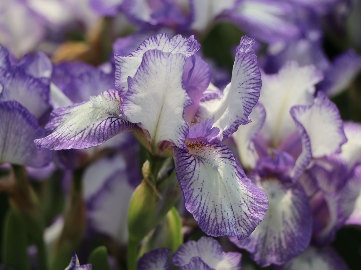 Zwergige Schwertlilie 'Petite Polka'