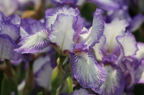 Zwergige Schwertlilie 'Petite Polka' - Iris x barbata-nana 'Petite Polka'