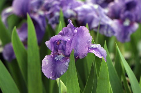 Zwergige Schwertlilie 'Truly' - Iris x barbata-nana 'Truly'