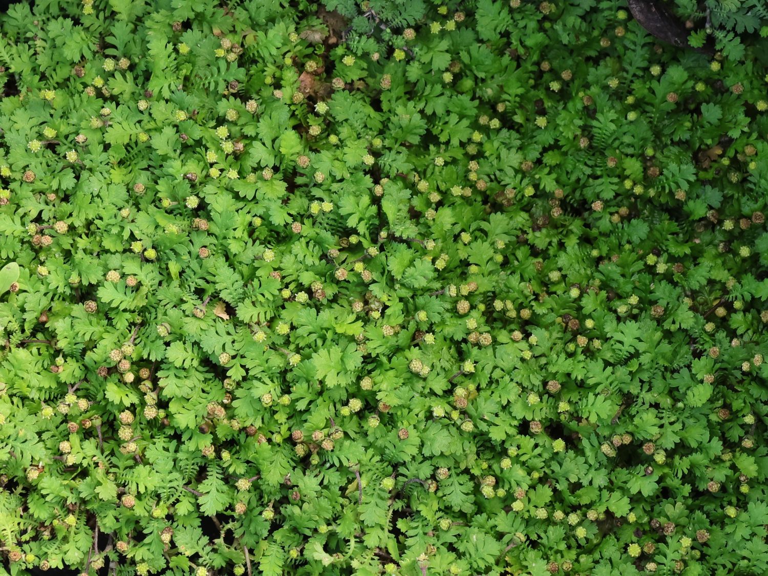 Zwergiger Fiederteppich 'Minima'