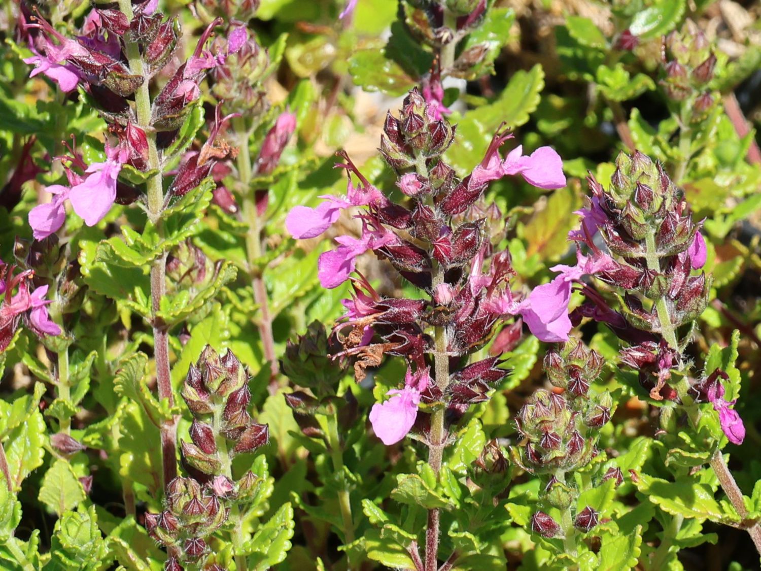 Zwergiger Gamander 'Nanum' - Teucrium chamaedrys 'Nanum'