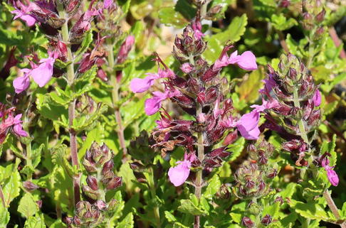 Zwergiger Gamander 'Nanum' - Teucrium chamaedrys 'Nanum'