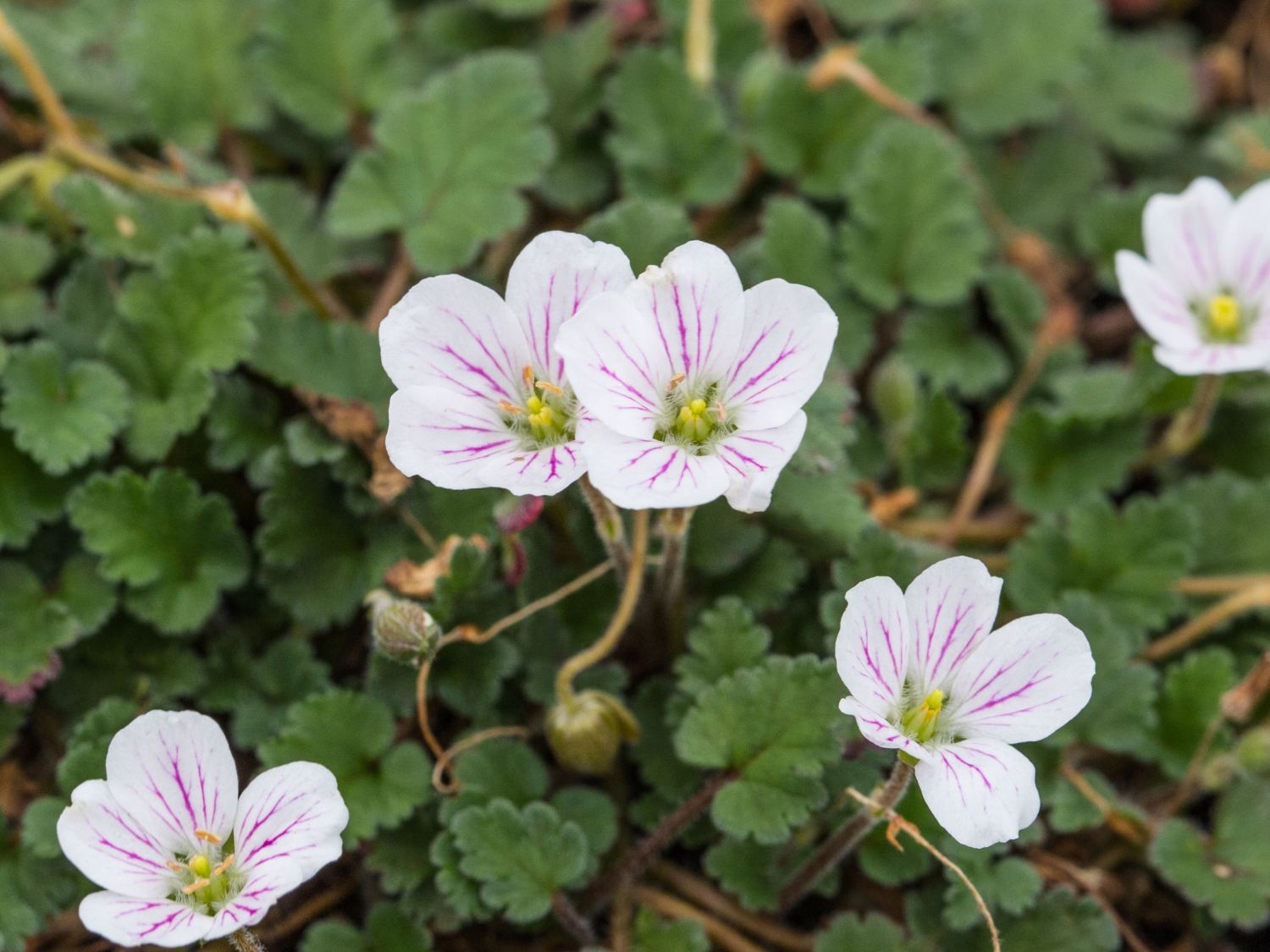 Zwergiger Reiherschnabel 'Album'