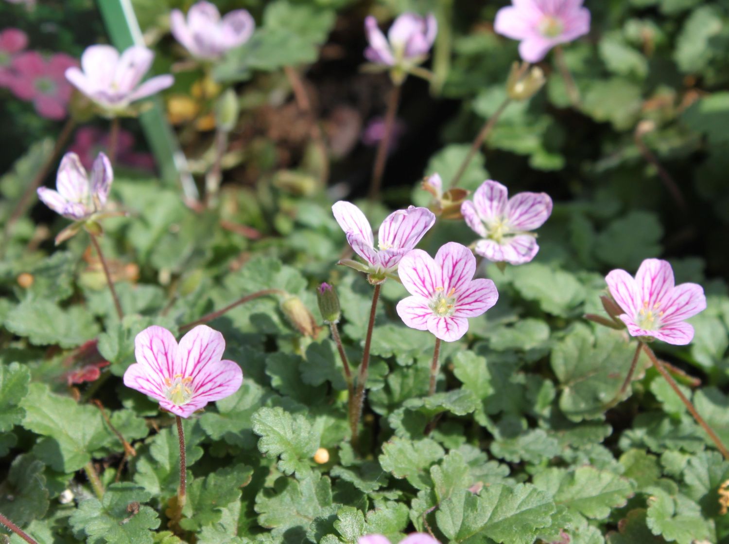 Reiherschnäbel (Erodium)