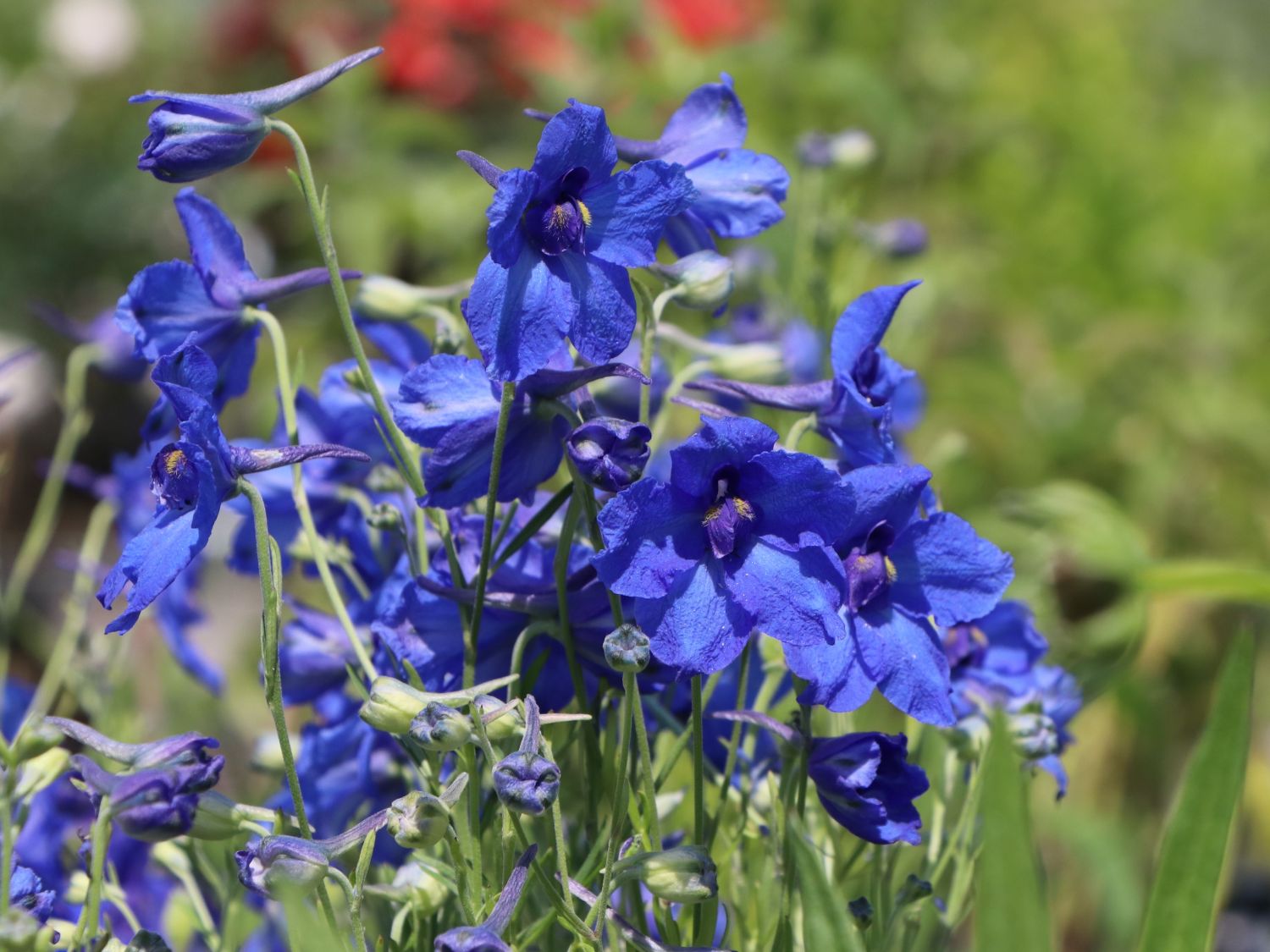 Zwergiger Rittersporn 'Blauer Zwerg' - Delphinium grandiflorum 'Blauer Zwerg'