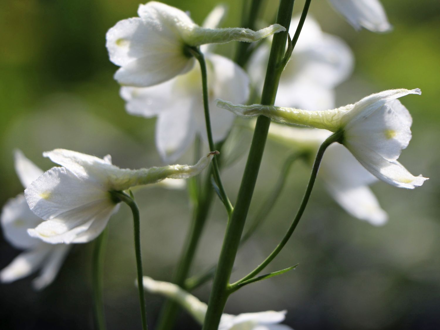 Zwergiger Rittersporn 'Delfix White'