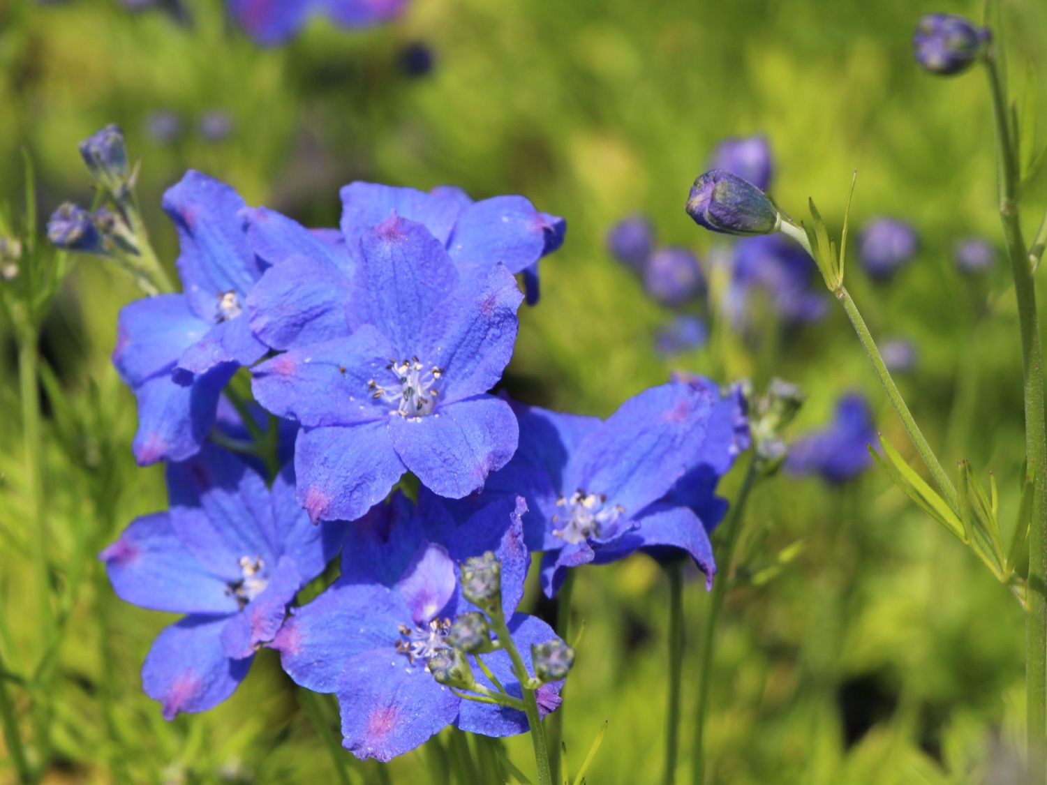 Zwergiger Rittersporn 'Diamonds'