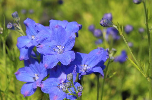 Zwergiger Rittersporn 'Diamonds' - Delphinium grandiflorum 'Diamonds'