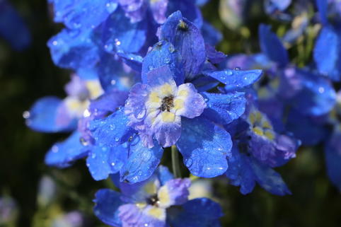 Zwergiger Rittersporn 'Ocean Tiara Blue' - Delphinium grandiflorum 'Ocean Tiara Blue'