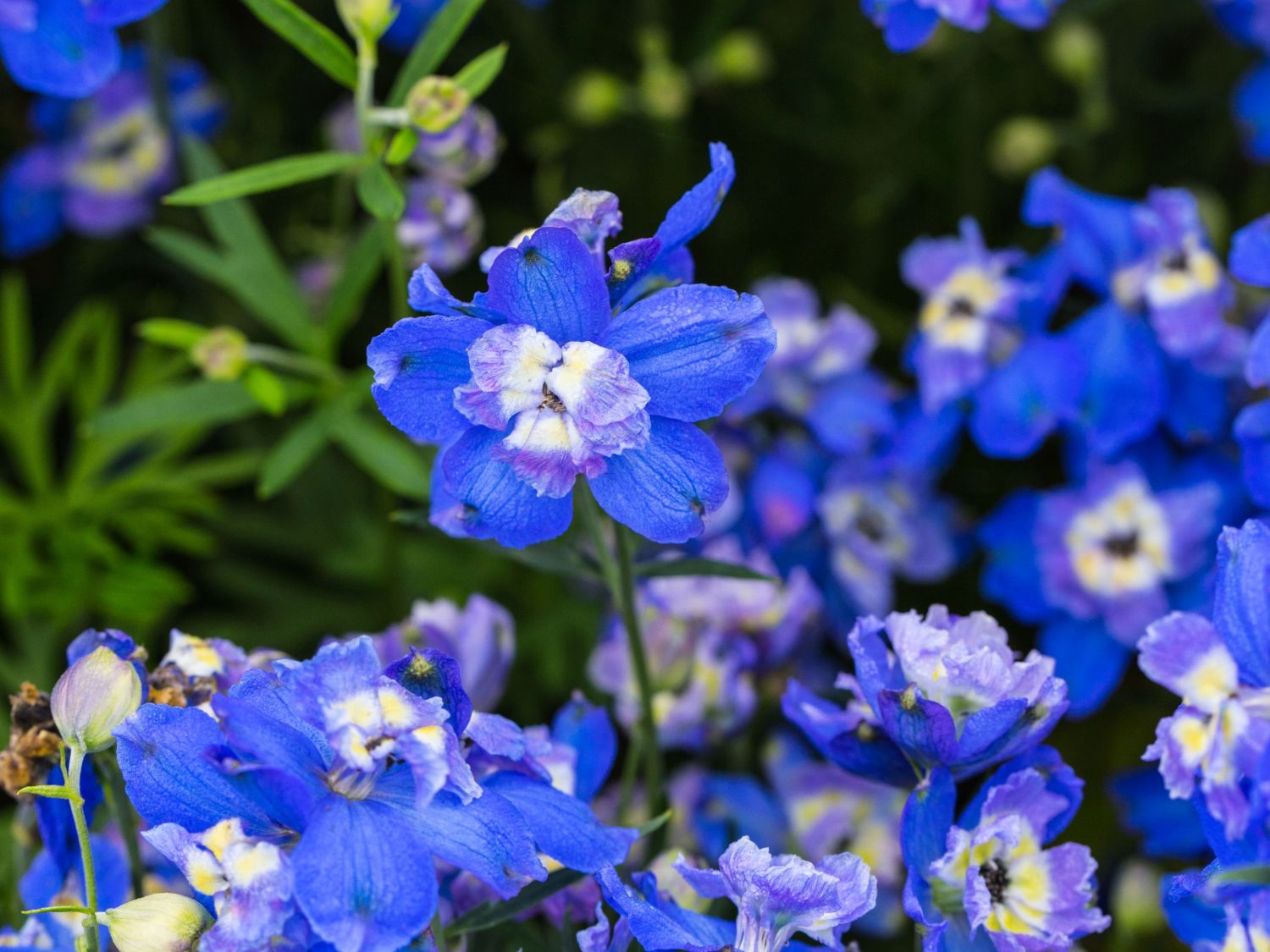 Zwergiger Rittersporn 'Ocean Tiara Blue' - Delphinium grandiflorum 'Ocean Tiara Blue'