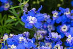 Zwergiger Rittersporn 'Ocean Tiara Blue' - Delphinium grandiflorum 'Ocean Tiara Blue'