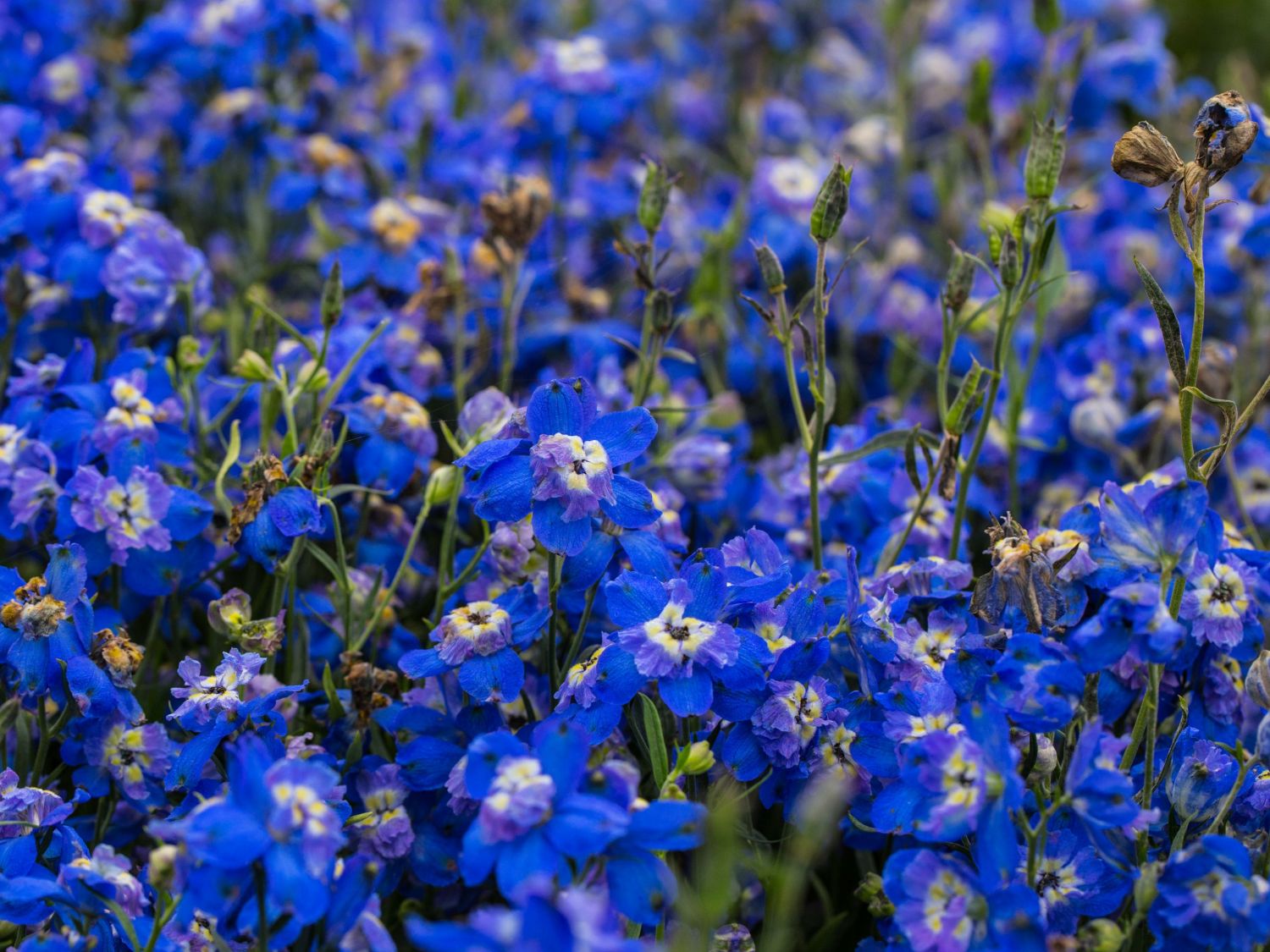Zwergiger Rittersporn 'Ocean Tiara Blue' - Delphinium grandiflorum 'Ocean Tiara Blue'