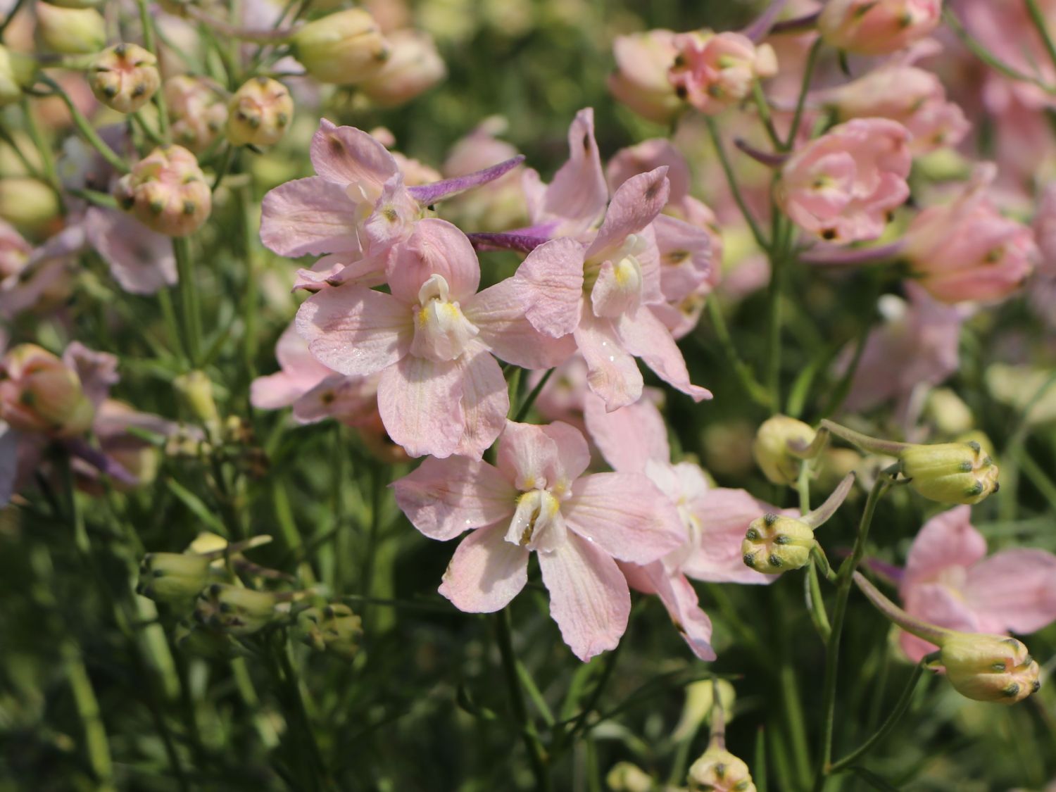 Zwergiger Rittersporn 'Pink Ocean' - Delphinium grandiflorum 'Pink Ocean'