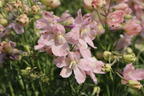 Zwergiger Rittersporn 'Pink Ocean' - Delphinium grandiflorum 'Pink Ocean'