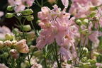 Zwergiger Rittersporn 'Pink Ocean' - Delphinium grandiflorum 'Pink Ocean'