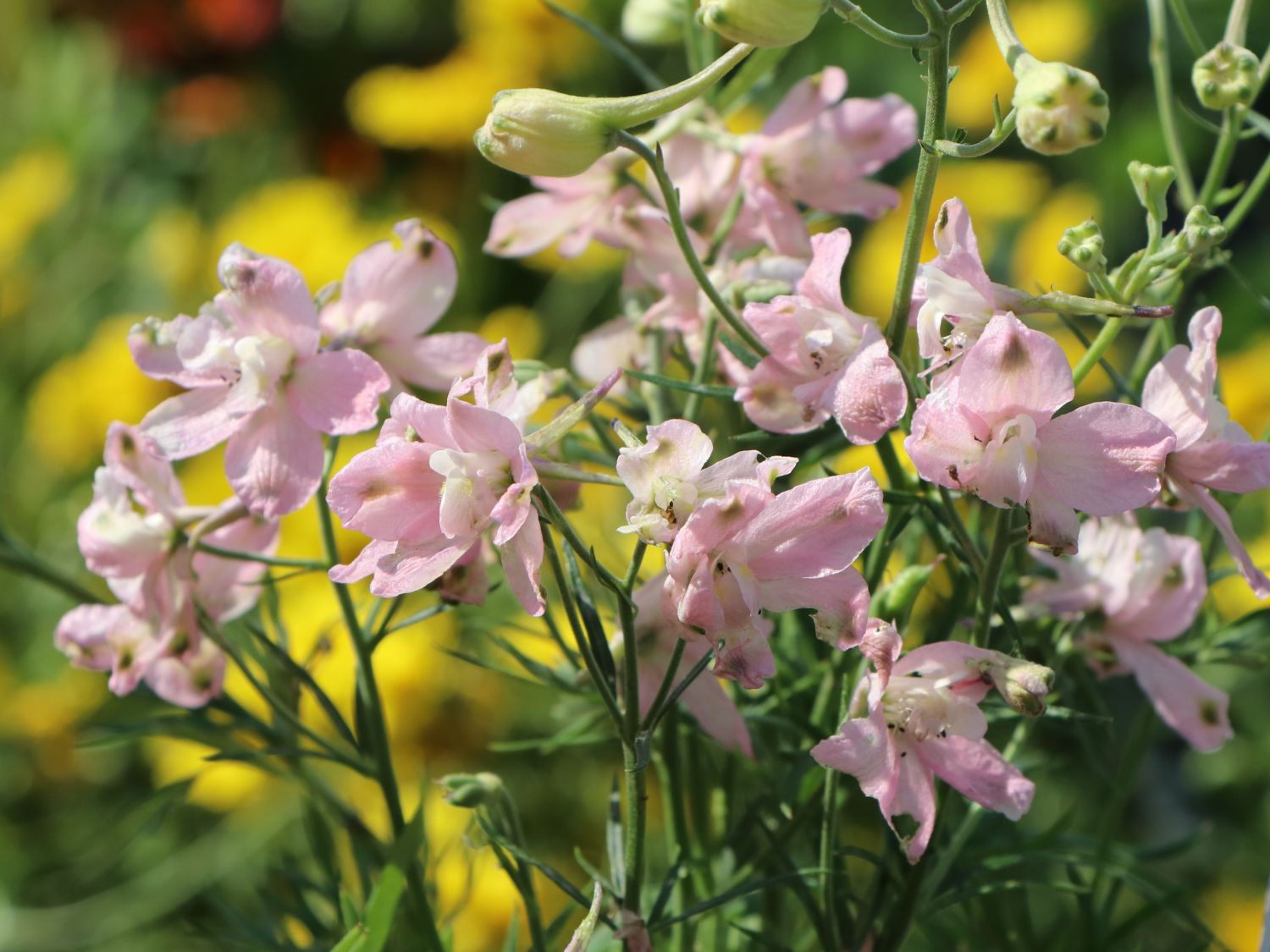 Zwergiger Rittersporn 'Summer Morning'