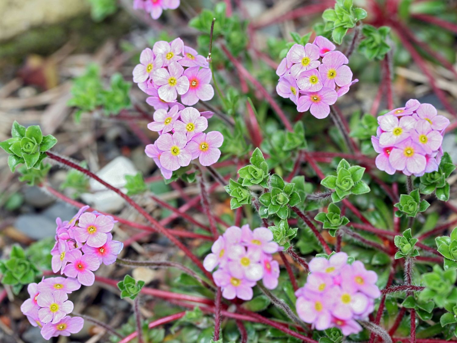 Mannsschild (Androsace)