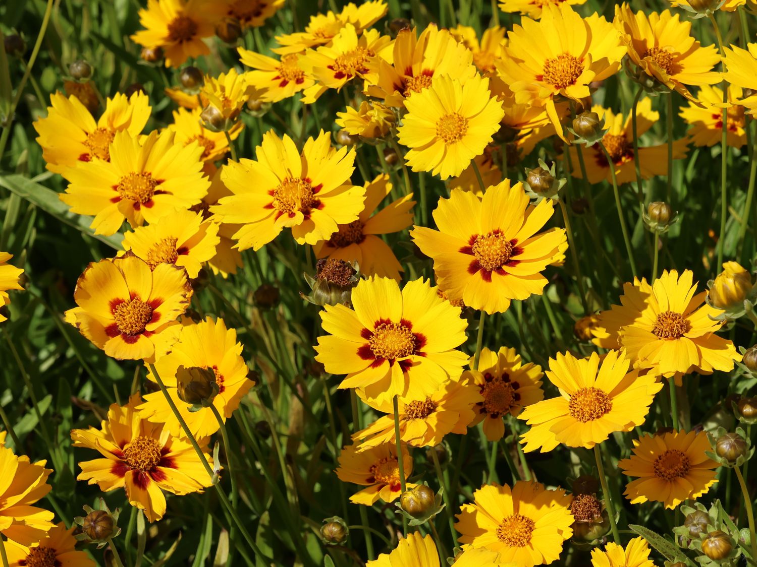 Zwergiges Mädchenauge 'Sterntaler'