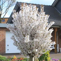 Zwergkirsche 'Brilliant' / Kurilenkirsche 'Brilliant' - Prunus kurilensis 'Brilliant'
