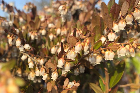 Zwerglorbeer / Torfgränke 'Nana' - Chamaedaphne calyculata 'Nana'