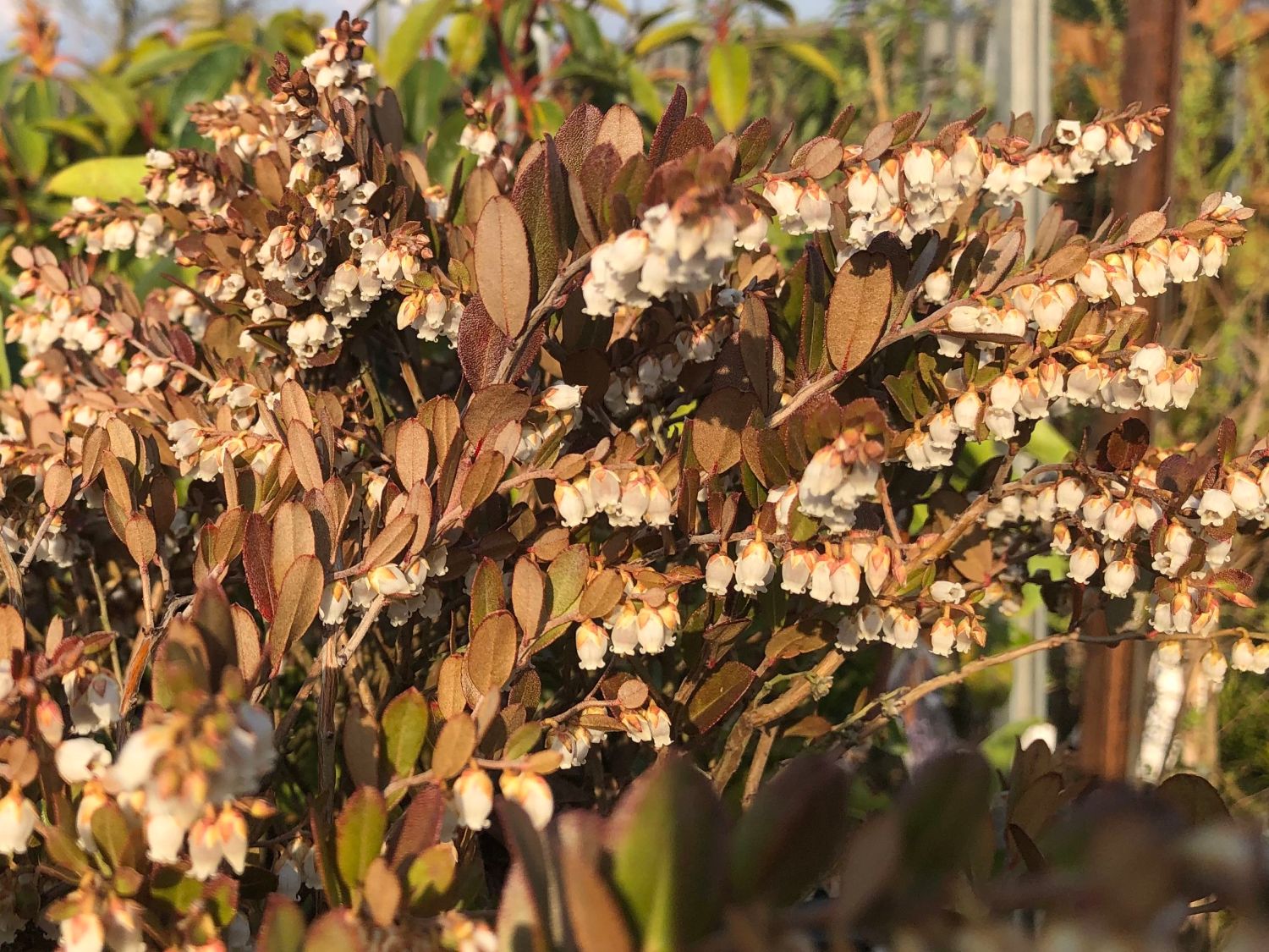 Zwerglorbeer / Torfgränke 'Nana' - Chamaedaphne calyculata 'Nana'