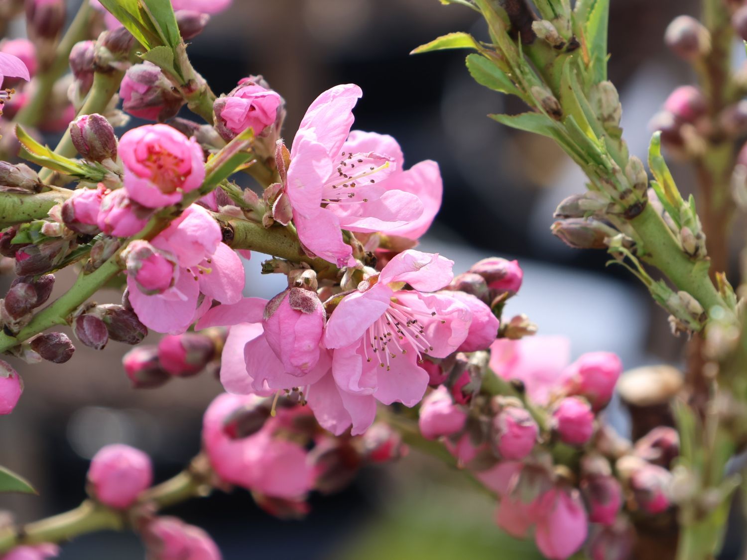 Zwergnektarine 'Nectarella' - Prunus persica var. nucipersica 'Nectarella'