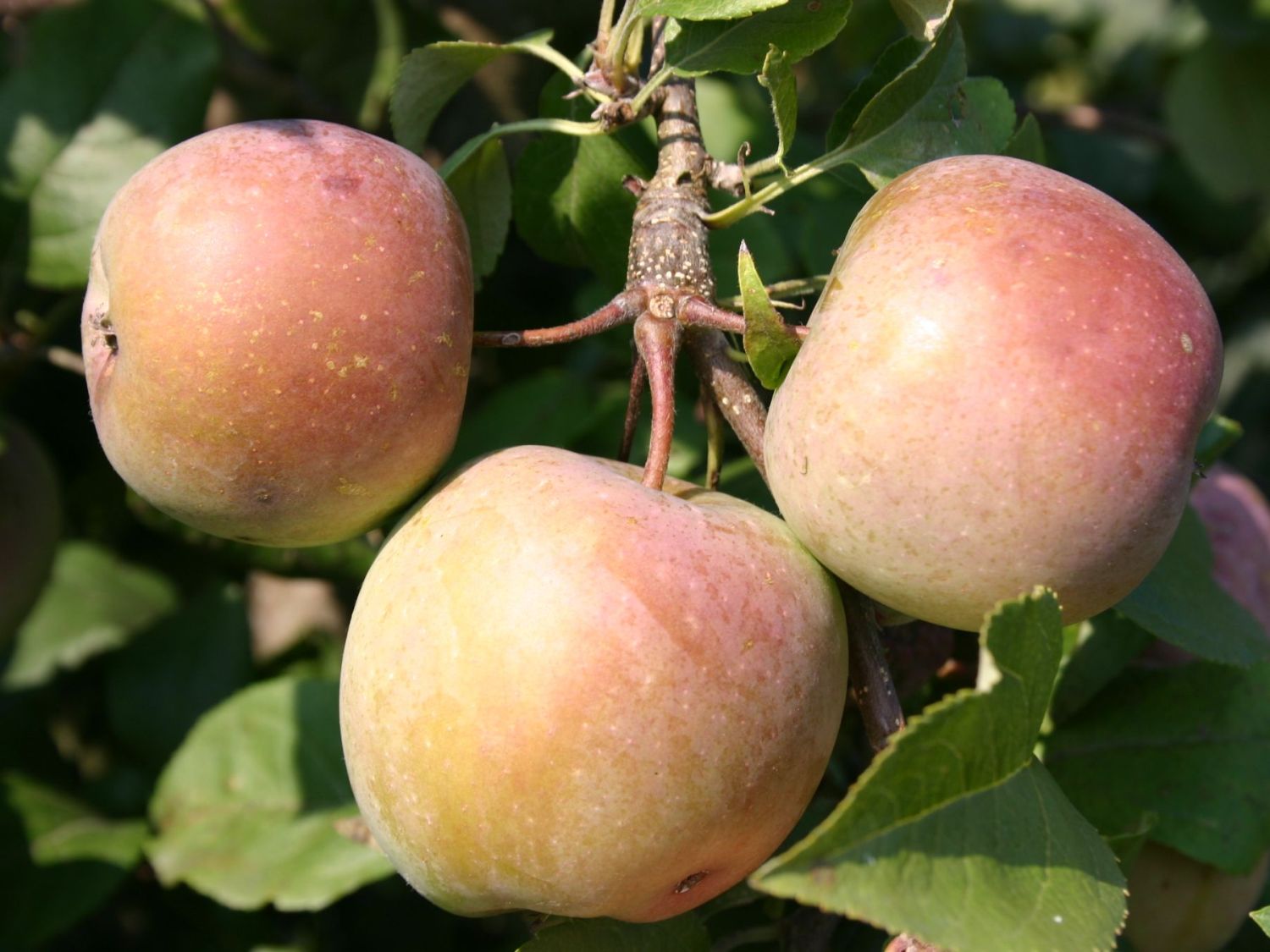 Ministämmchen Apfel 'Fuji'