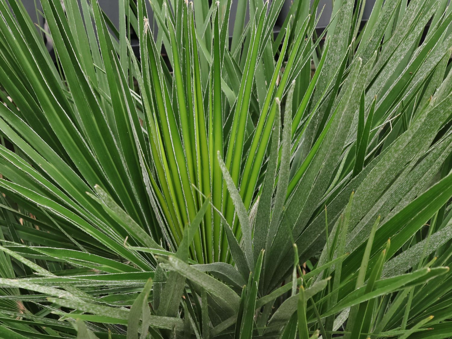 Zwergpalme (Chamaerops)