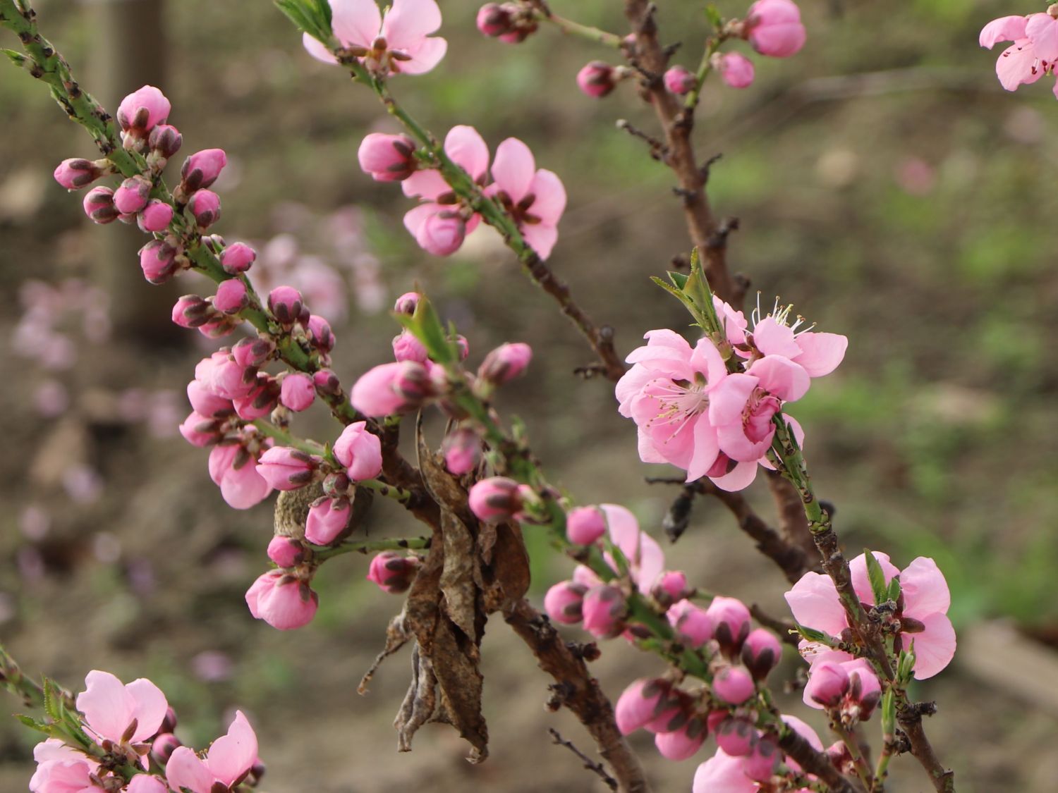Zwergnektarine 'Nectarella' - Prunus persica var. nucipersica 'Nectarella'