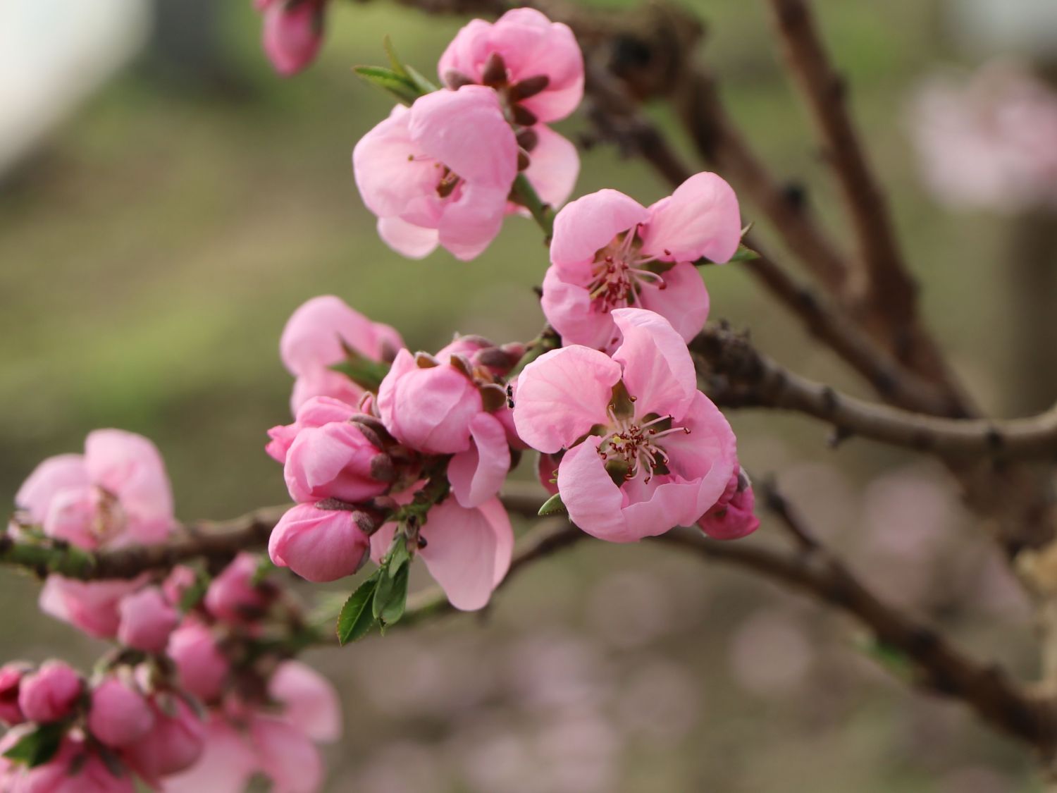 Zwergnektarine 'Nectarella' - Prunus persica var. nucipersica 'Nectarella'