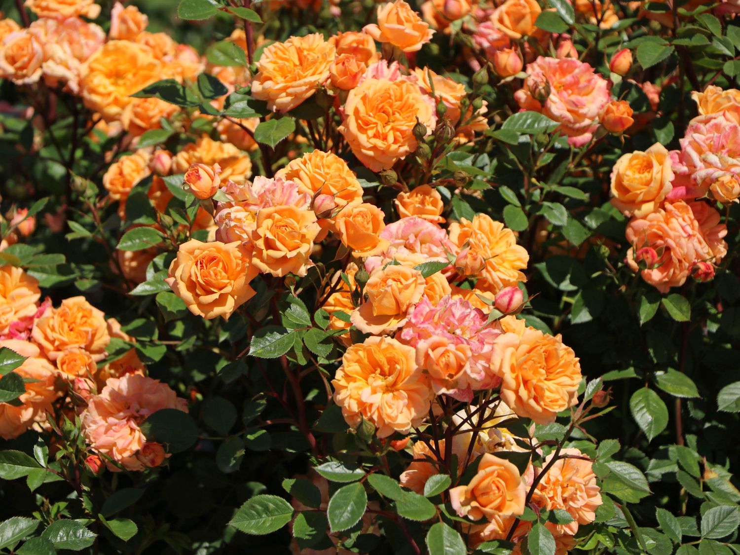 Zwergrose 'Apricot Clementine' ®