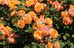 Orange Rosen - Energie und Eleganz für den Garten