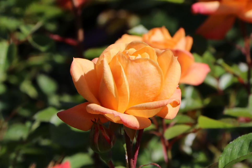 Zwergrose 'Apricot Clementine' ® - Beste Sorten & Rosen-Wissen