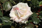 Zwergrose 'Biedermeier' ® - Rosa 'Biedermeier' ®