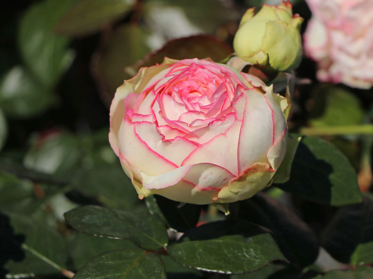 Zwergrose 'Biedermeier' ® - Rosa 'Biedermeier' ®