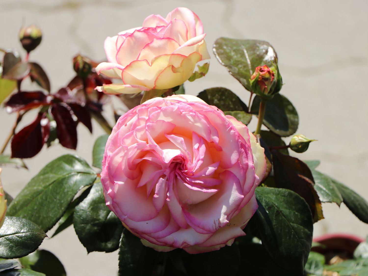 Zwergrose 'Biedermeier' ® - Rosa 'Biedermeier' ®